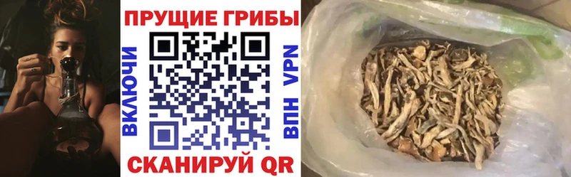 Галлюциногенные грибы Psilocybe  Будённовск 